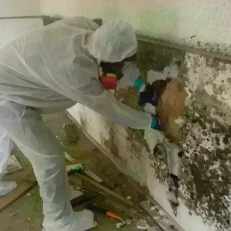 Mold Remediation and Removal in Ortonville, MI